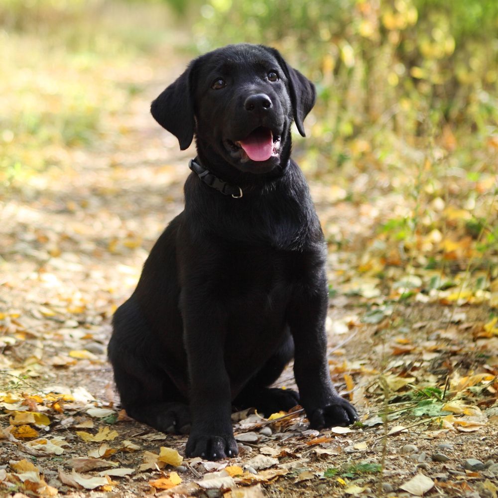 a black dog sitting on leaves