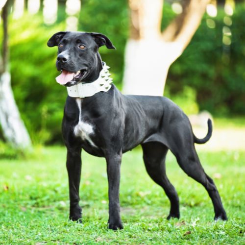 black dog standing on grass